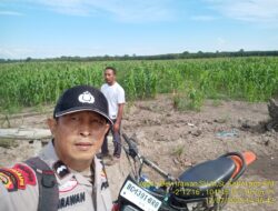 Bentuk Nyata Dukungan Polsek Sungsang Terhadap Ketahanan Pangan