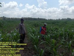 Rutin Cek Tanaman Jagung, Pastikan Tumbuh Dalam Keadaan Bagus